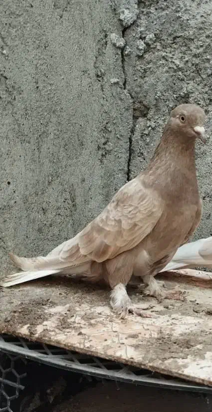 کبوتر|پرنده|میناب, |دیوار