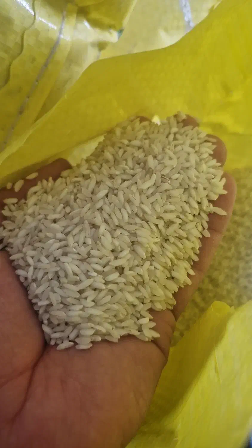 برنج عنبر بو اعلا|عمده‌فروشی|باوی, |دیوار