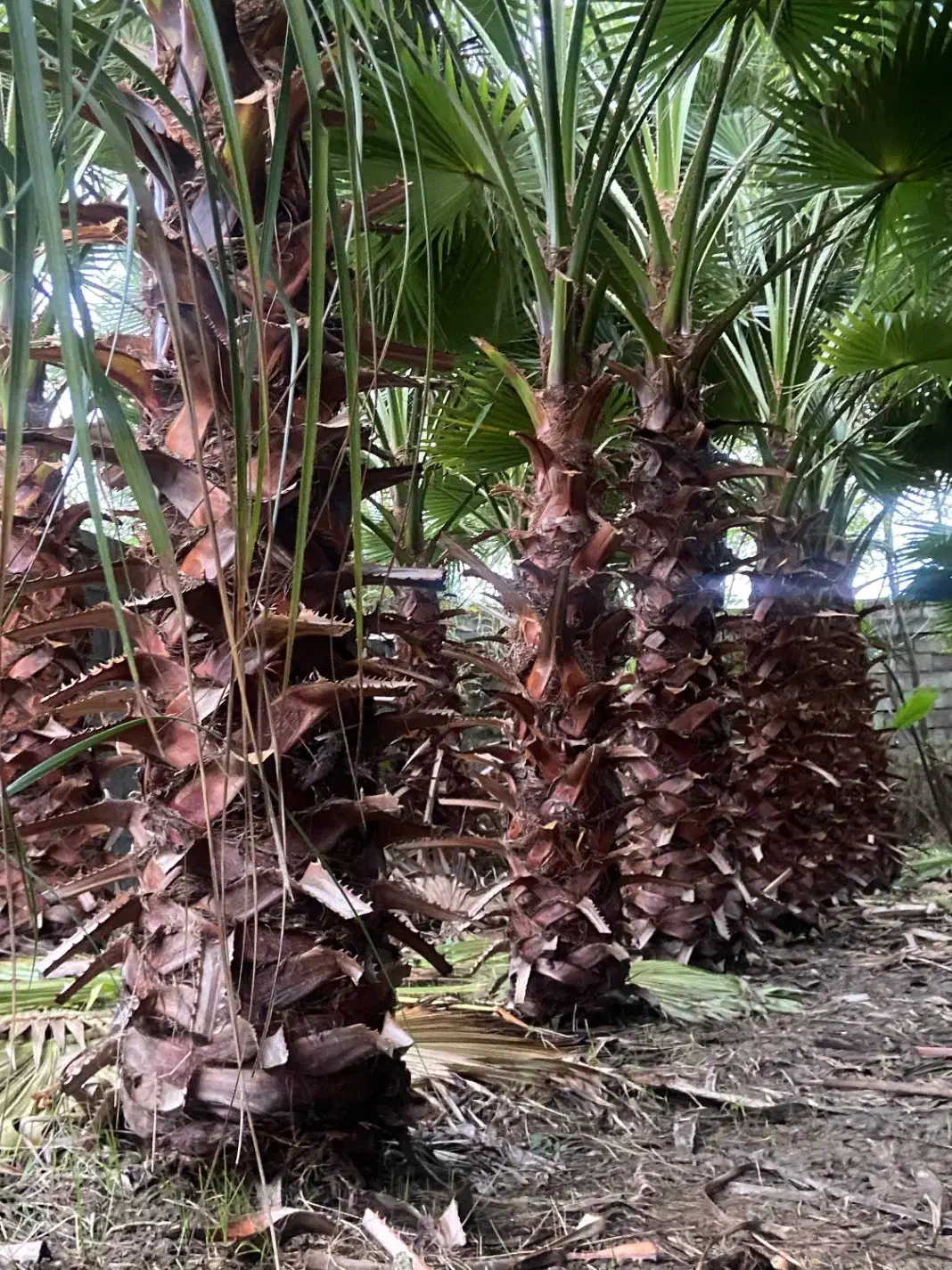 درخت پالم واشنگتنی ۲،۳ ،۴ متری|عمدهفروشی|دابودشت, |دیوار