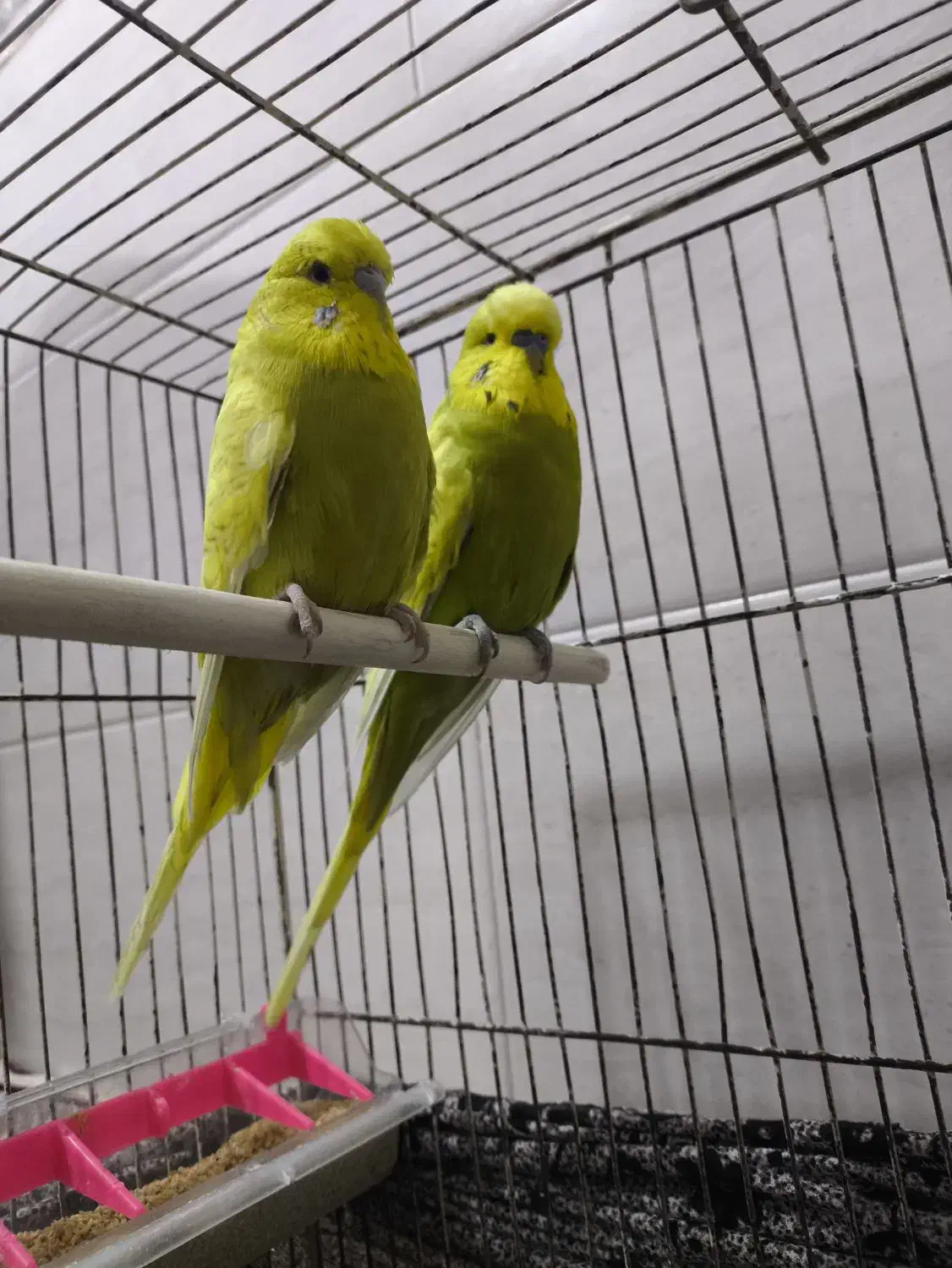 مرغ عشق انگلیسی|پرنده|بندر ماهشهر, |دیوار