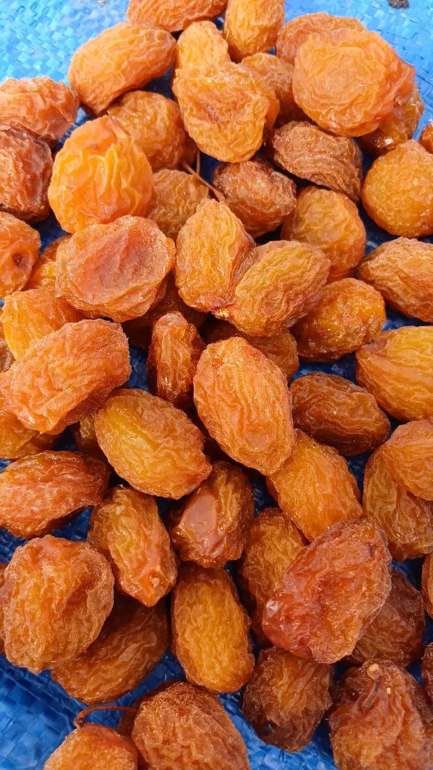 آلو بخارا آفتابی محلی|خوردنی و آشامیدنی|شیراز, شاهچراغ|دیوار