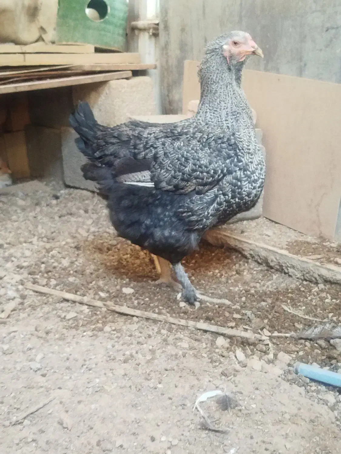 مرغ برهما ویاندوت آمریکایی|حیوانات مزرعه|ایوان, |دیوار