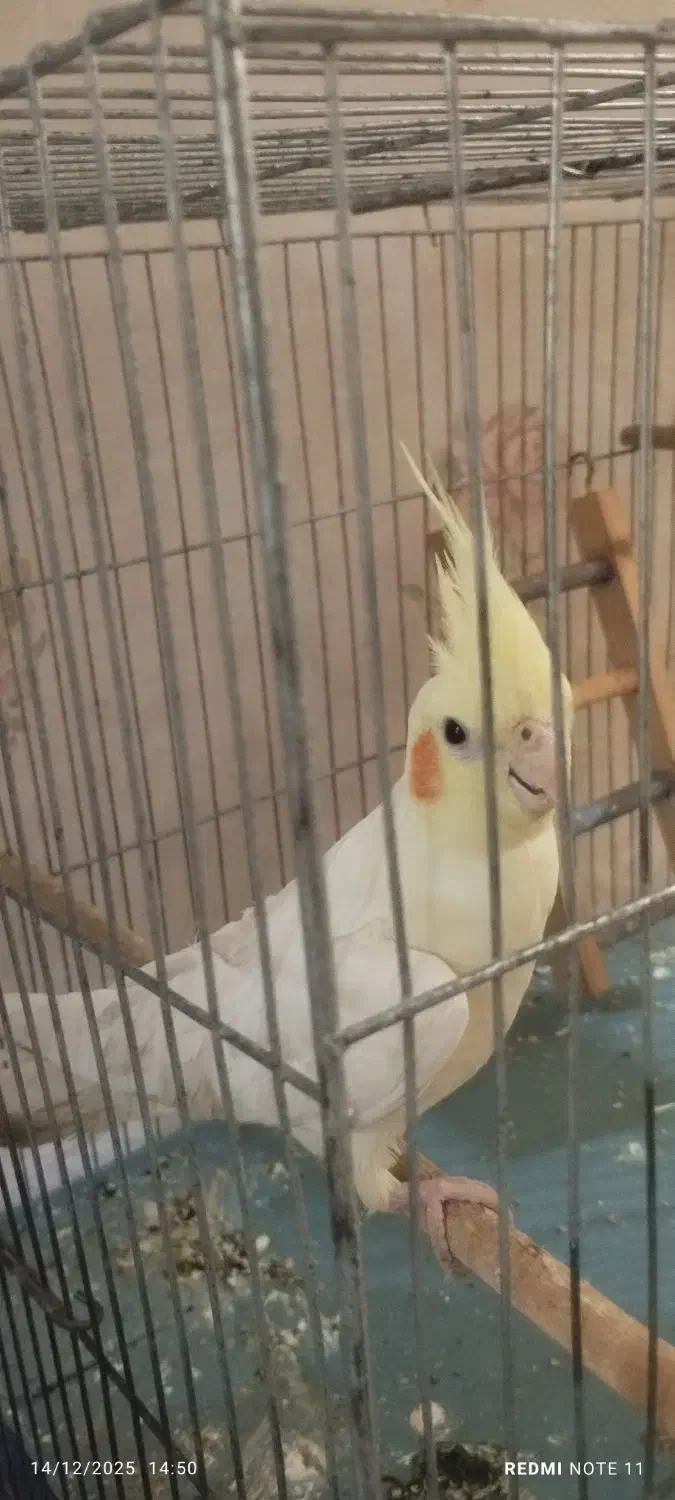 عروس هلندی|پرنده|جوانرود, |دیوار