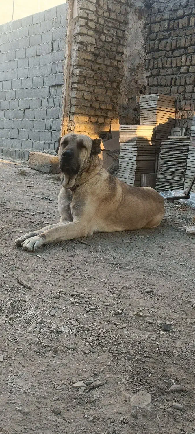 سگ گله|سگ|مشهد, توس (بلوار توس)|دیوار