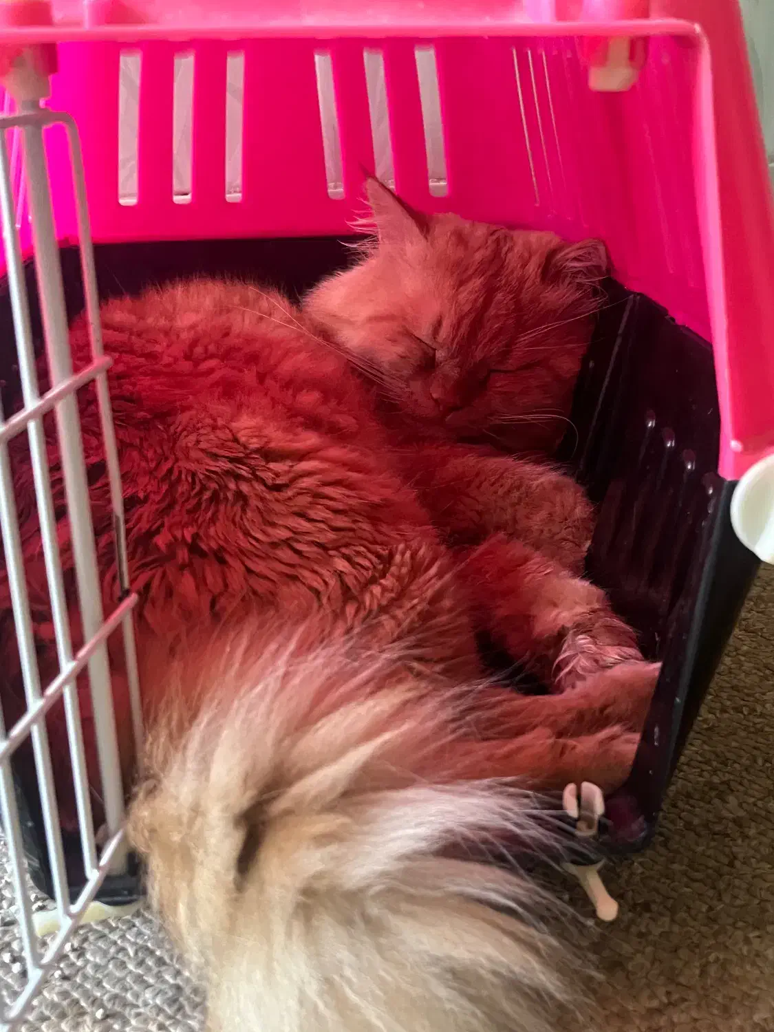 واگذاری گربه پرشین|گربه|چمران, |دیوار