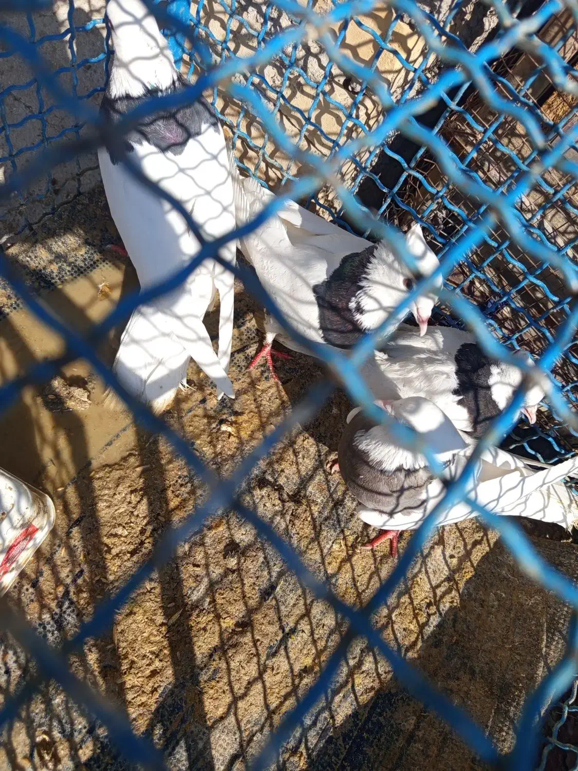 کفتر|پرنده|دهدشت, |دیوار