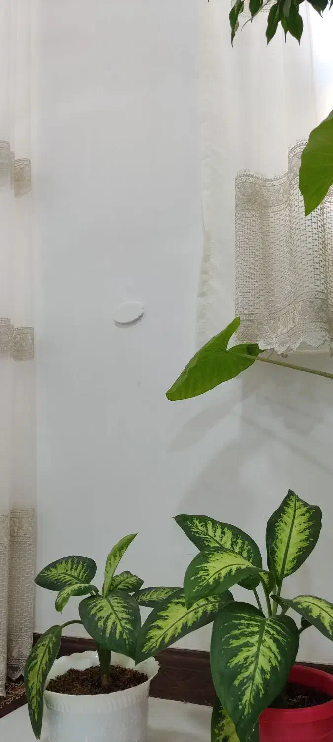 دیفن باخیا دو عدد|گل و گیاه طبیعی|فارسان, |دیوار