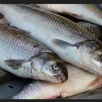 خوردنی|خوردنی و آشامیدنی|مشهد, کوشش|دیوار