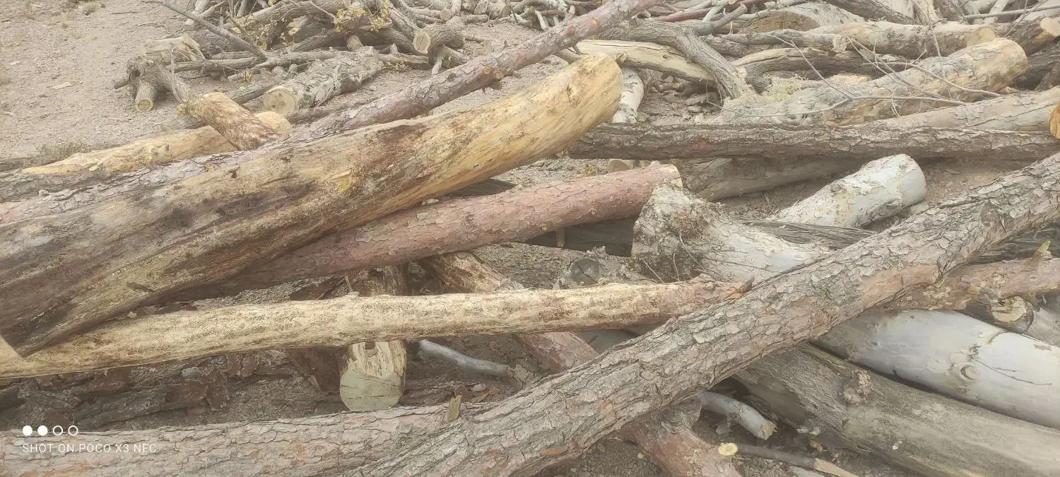 فروش چوب|خدمات باغبانی و درختکاری|شاهینشهر, خبرنگار|دیوار