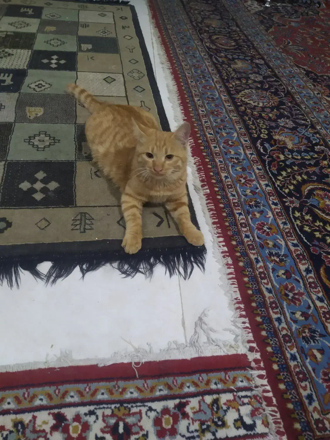 واگذاری گربه|گربه|شیراز, رازی|دیوار