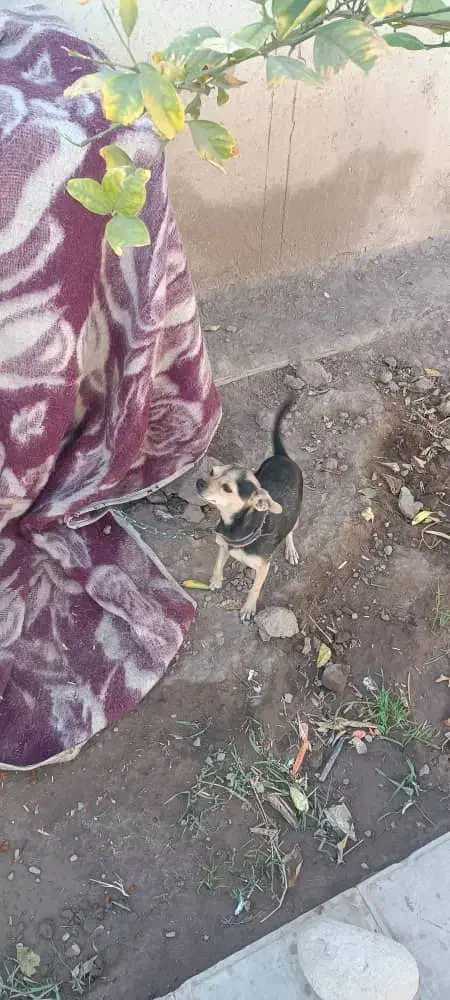 واگذاری سگ پوست اسبی خیلی کوتاه و کوچولو گوش تیز|سگ|بم, |دیوار