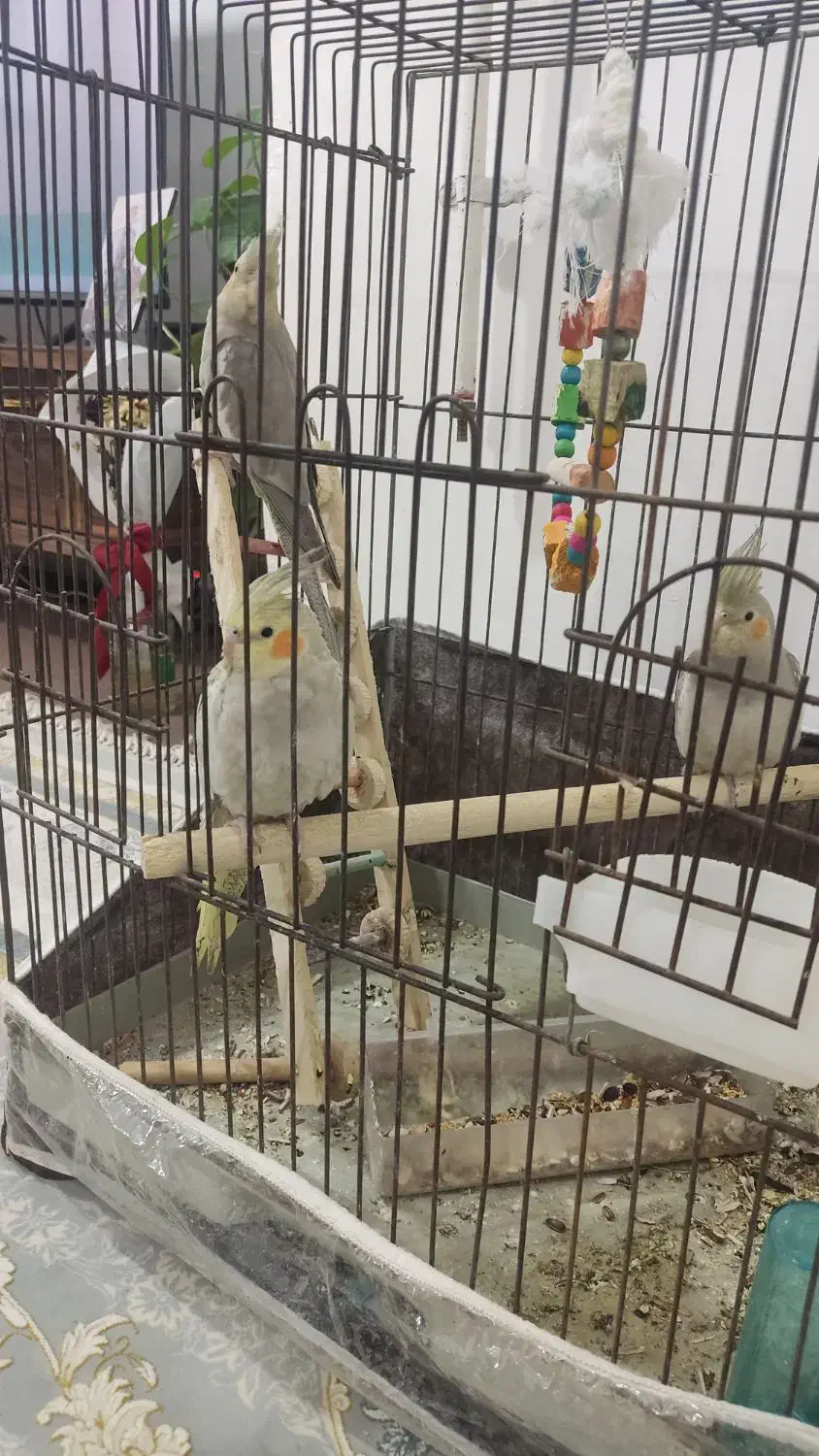 عروس سه ماهه سه عدد|پرنده|بندر ماهشهر, |دیوار