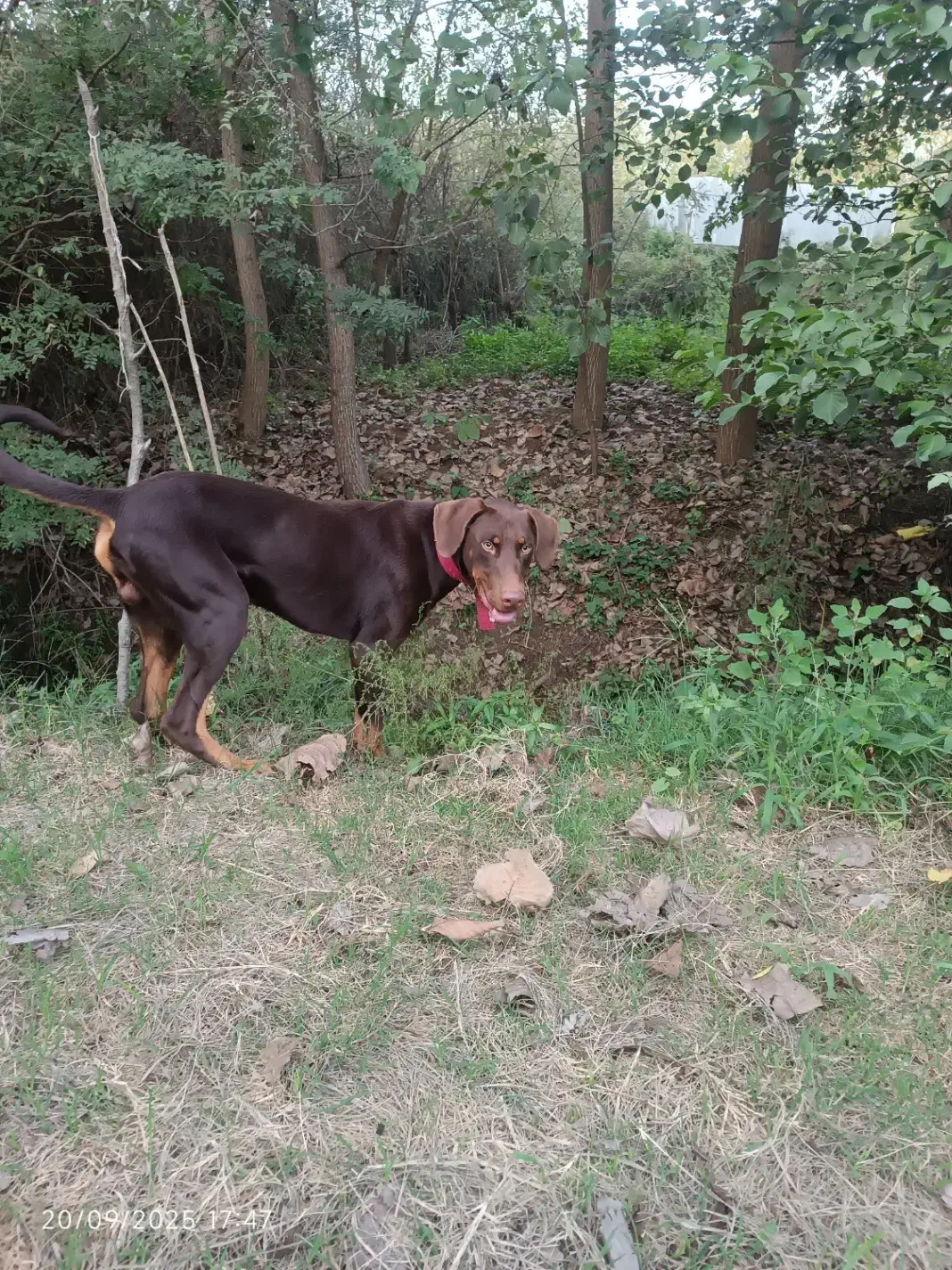 سگ دوبرمن|سگ|لنگرود, |دیوار