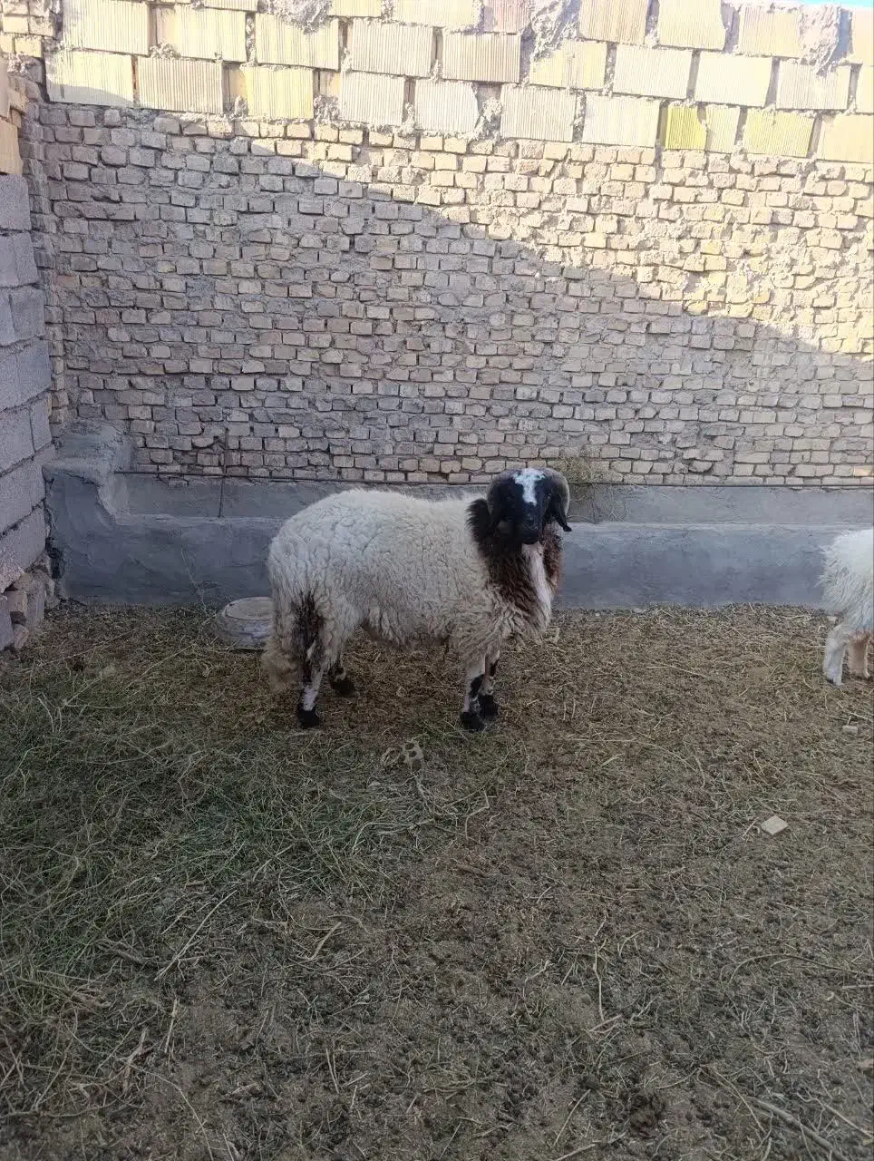 فروش بره بومی دهج|حیوانات مزرعه|دهج, |دیوار