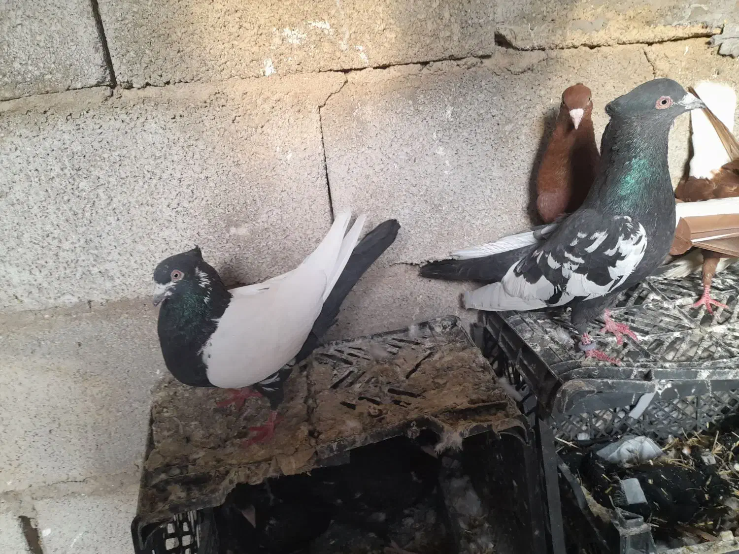 جفت سینه‌ ای|پرنده|مسجد سلیمان, |دیوار