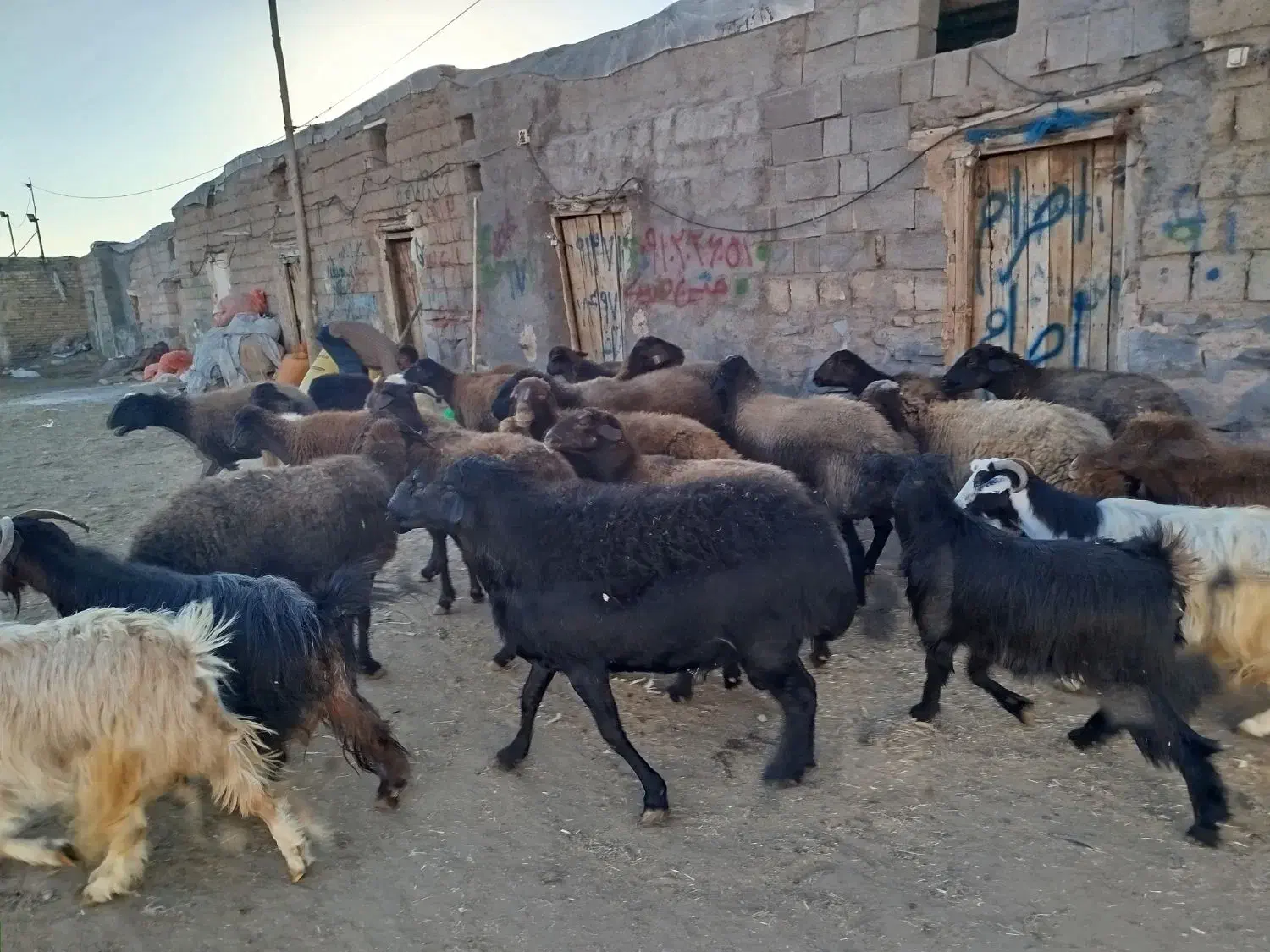 بره قربانی نر و ماده|حیوانات مزرعه|زنجان, |دیوار