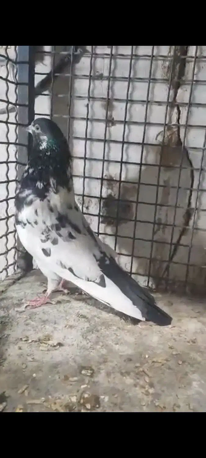 کفترکله ای تیدی|پرنده|خاش, |دیوار