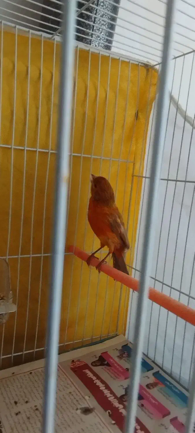 قناری نر سرخ شتری اورجینال مست مستخون|پرنده|مشهد, ادیب نیشابوری (شهرک غرب)|دیوار