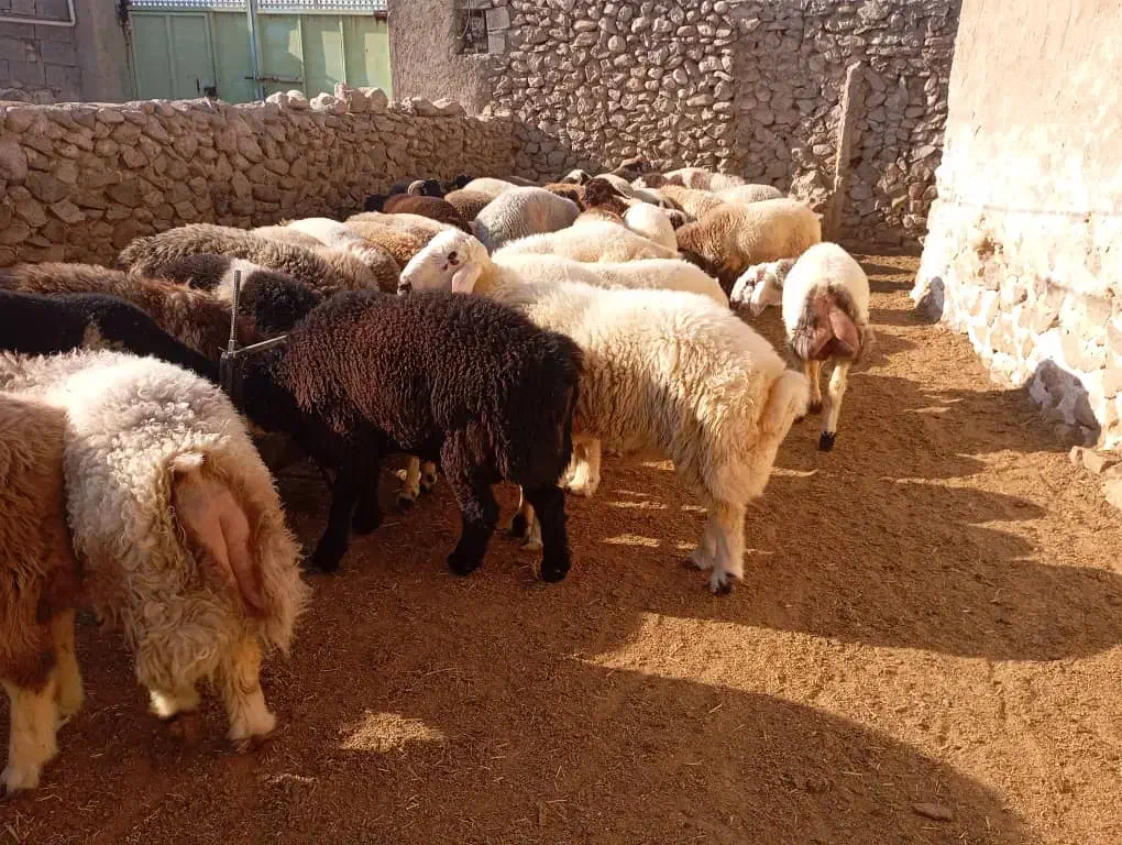 بره چاق|حیوانات مزرعه|شیراز, تندگویان|دیوار