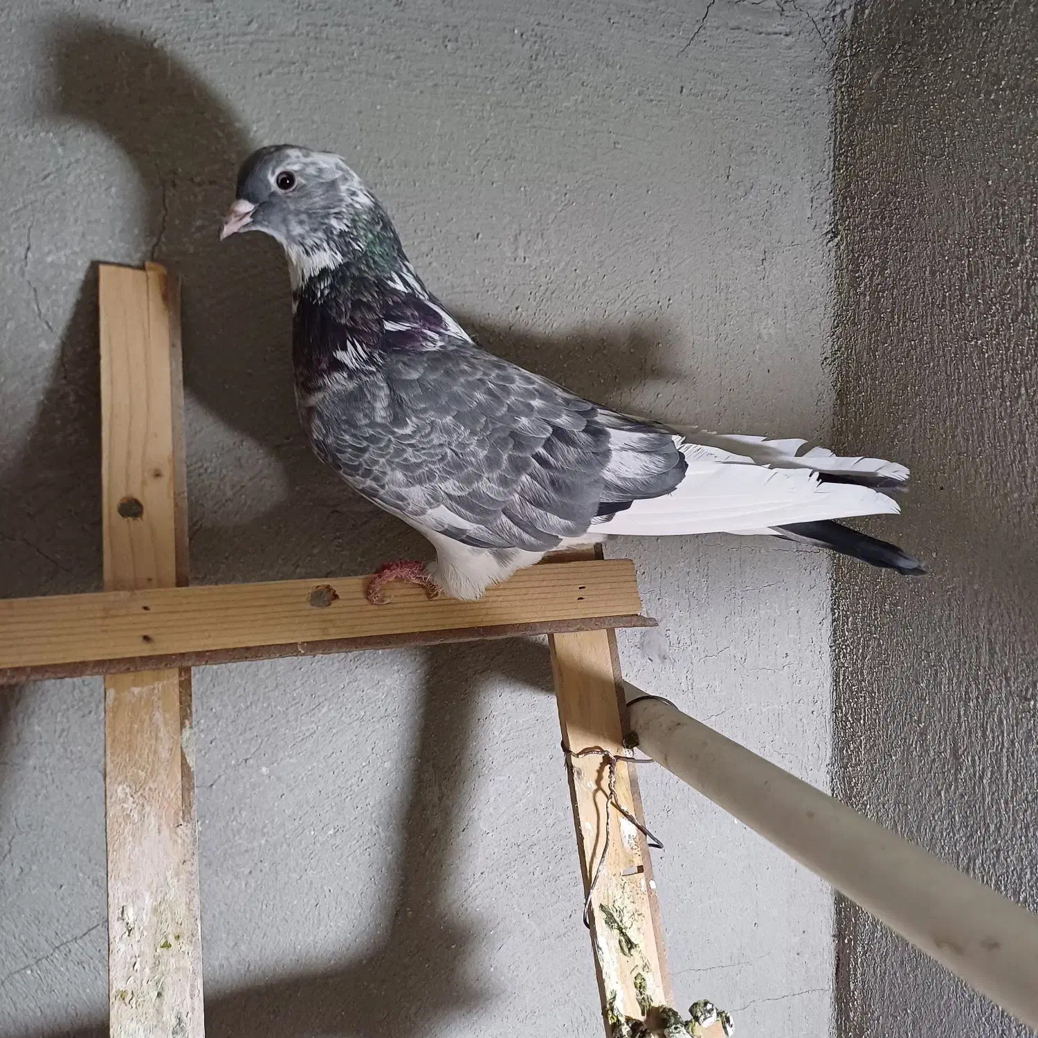 کبوتر اصفهانی قارا|پرنده|خمینیشهر, |دیوار