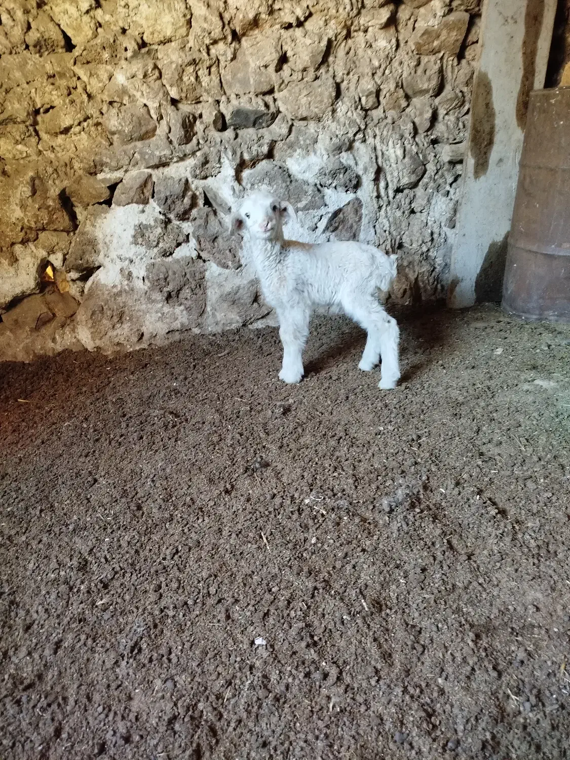 میش جوان داشتی|حیوانات مزرعه|چیتاب, |دیوار