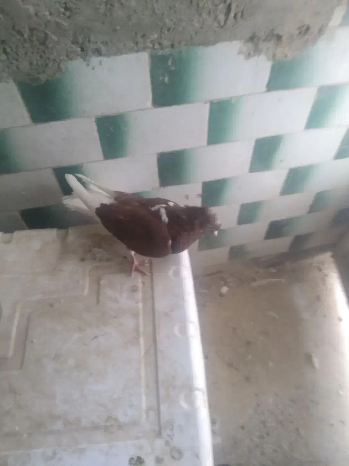 کبوتر اشعل نر|پرنده|اندیمشک, |دیوار