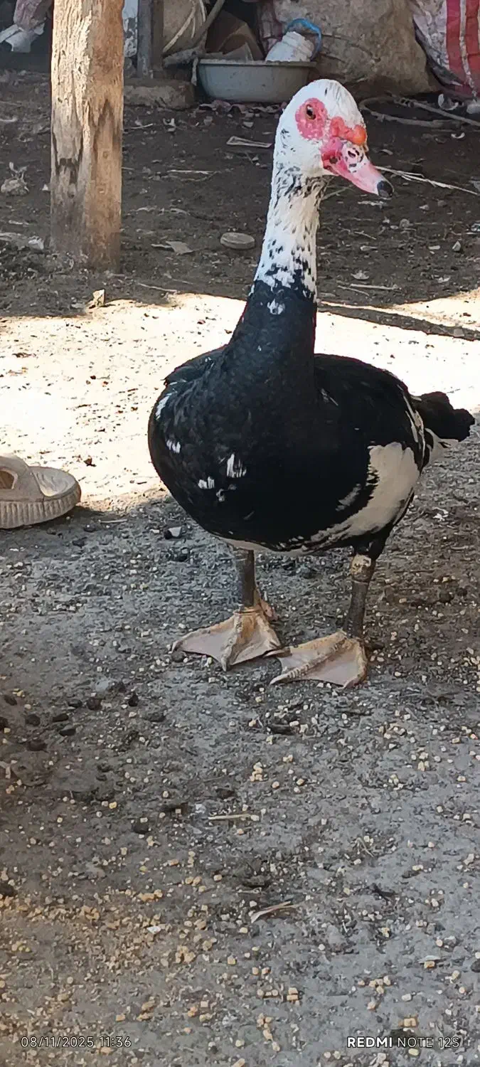 سلام اردک خارجی سرحال وسالم تمیز اورگانیک|حیوانات مزرعه|مینودشت, |دیوار