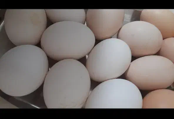 تخم مرغ محلی ارگانیک|خوردنی و آشامیدنی|چگنی, |دیوار