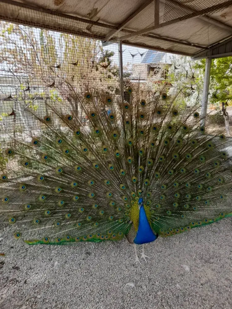 فروش طاووس|حیوانات مزرعه|هشتگرد, فشند|دیوار