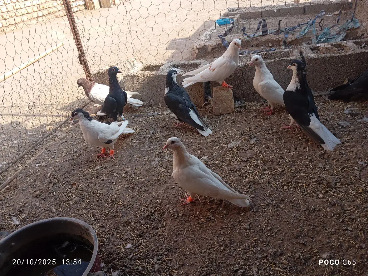 کفتر جفتی|پرنده|رفسنجان, |دیوار