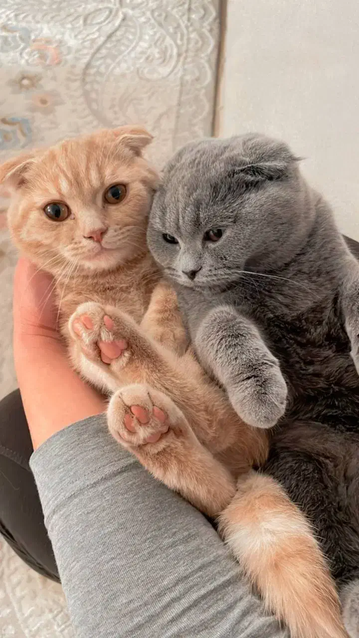 گربه اسکاتیش|گربه|نیشابور, شهرک فرهنگیان|دیوار