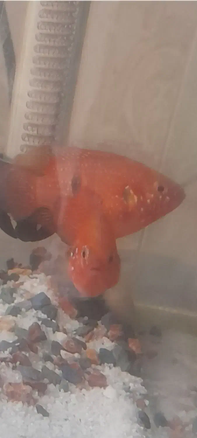 جفت ماهیجوئل|ماهی|تهران, شهرک شریعتی|دیوار