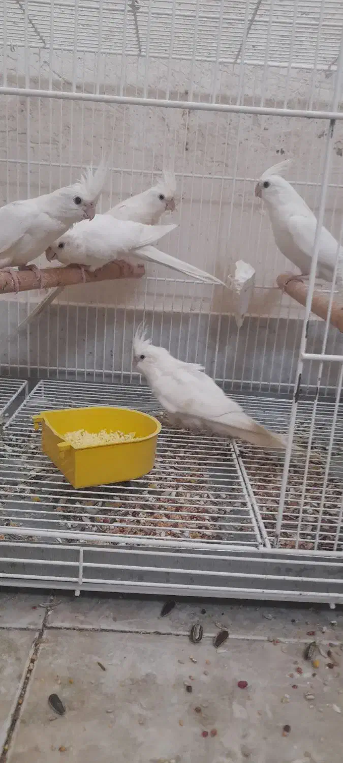 عروس هلندی آلبینو|پرنده|بندر دیر, |دیوار