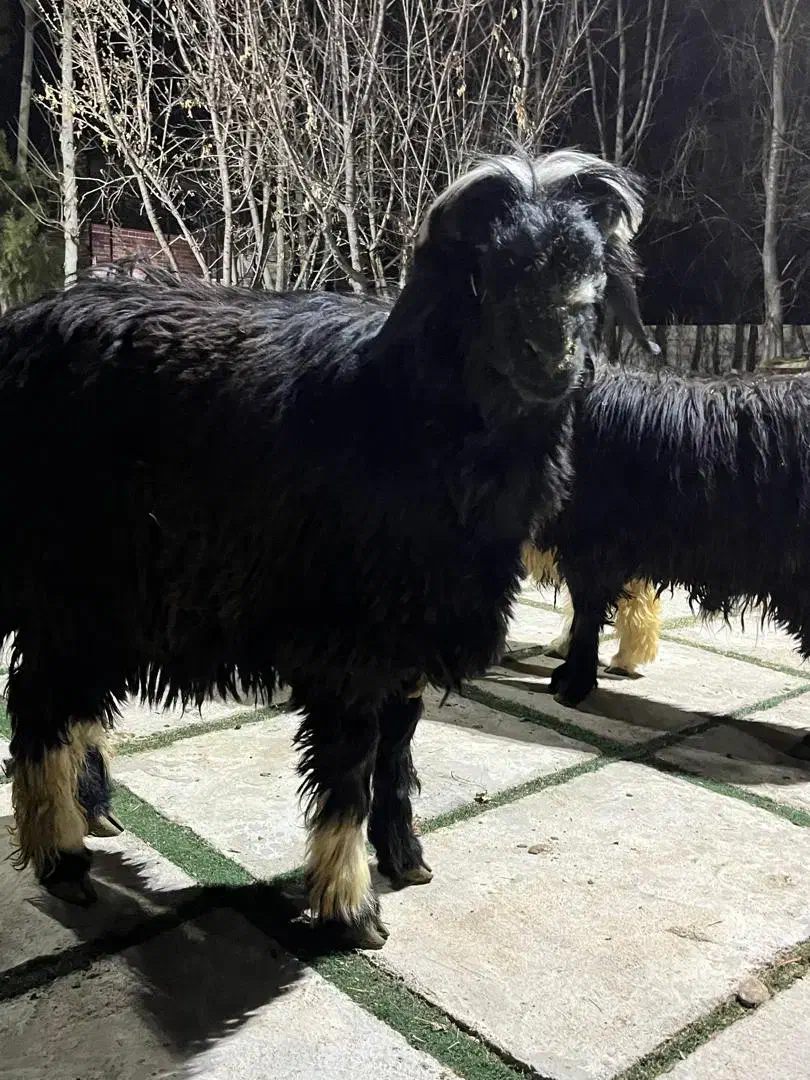 بره قوچ|حیوانات مزرعه|شیراز, گویم|دیوار