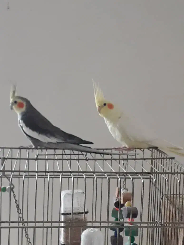 عروس هلندی|پرنده|چابکسر, |دیوار