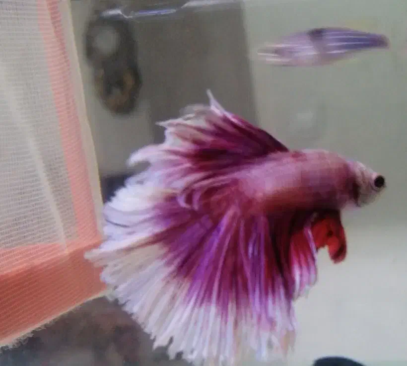 فایتر|ماهی|تبریز, |دیوار