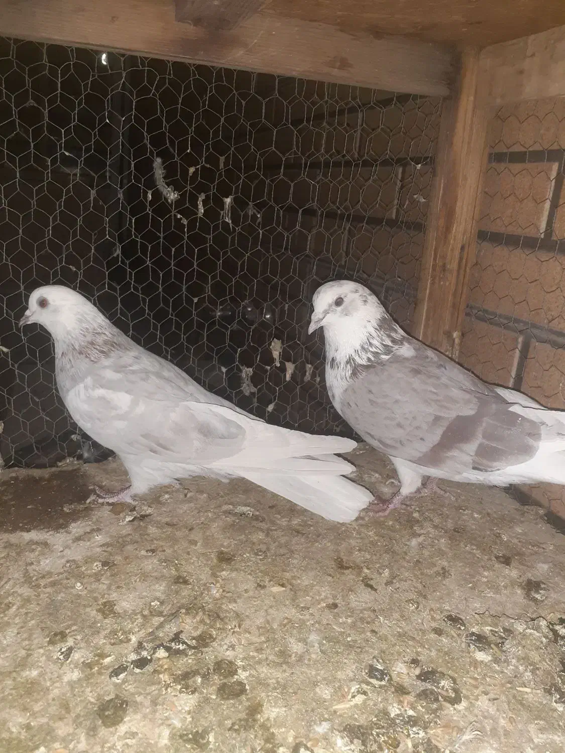 ۳ جفت قناری|پرنده|کاشان, باغ ماجد|دیوار