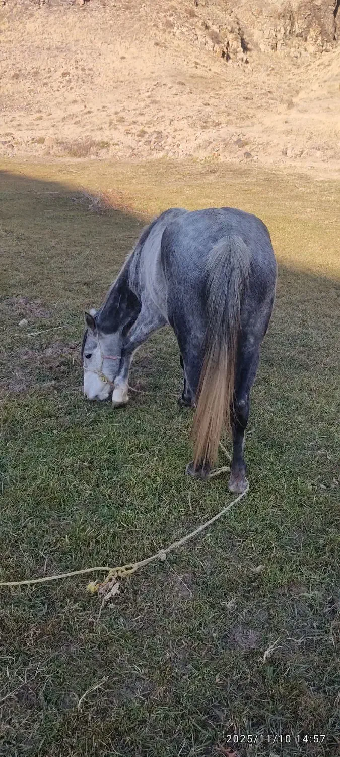 اسب مادیان نژاددار|اسب و تجهیزات اسب‌سواری|سراب, |دیوار