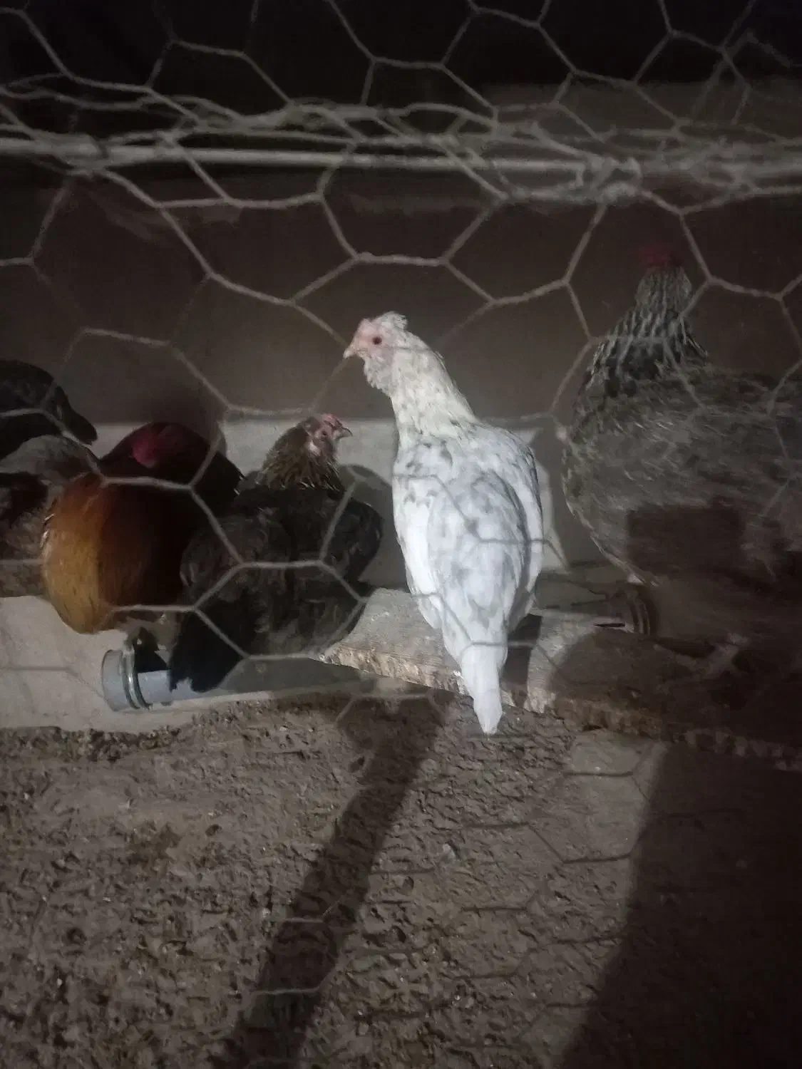 مرغ|حیوانات مزرعه|جم, |دیوار