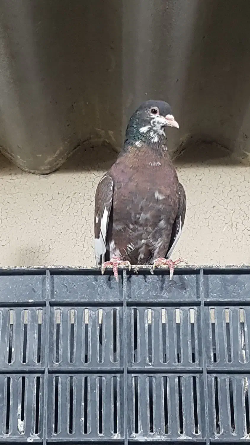 جفت شهری بی عیب|پرنده|بانش, |دیوار