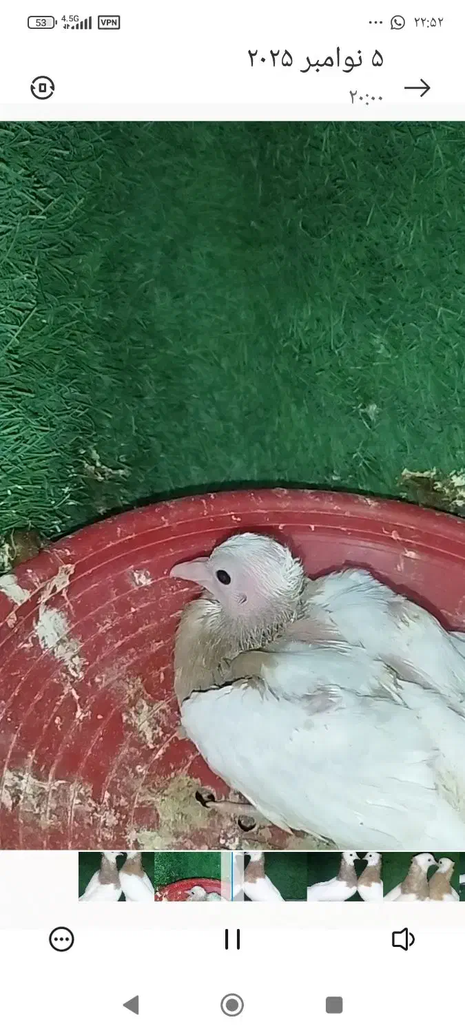 طوق|پرنده|گله دار, |دیوار