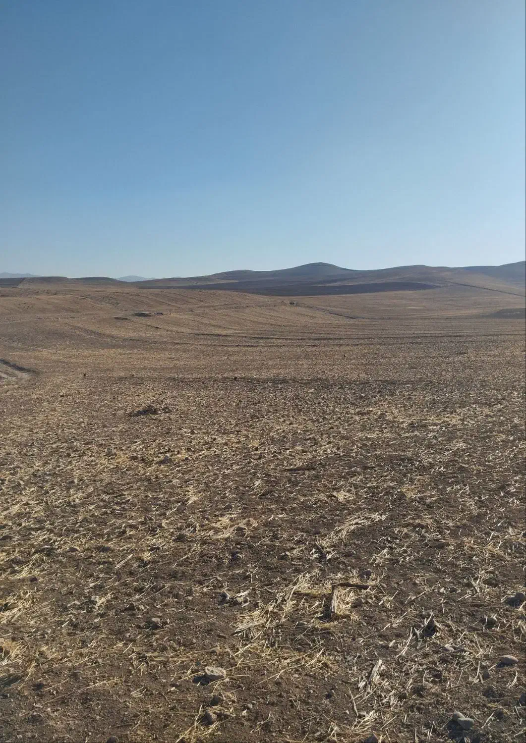 فروش2هکتار زمین کشاورزی بارانی|فروش دفتر صنعتی، کشاورزی، تجاری|محمدبار, |دیوار