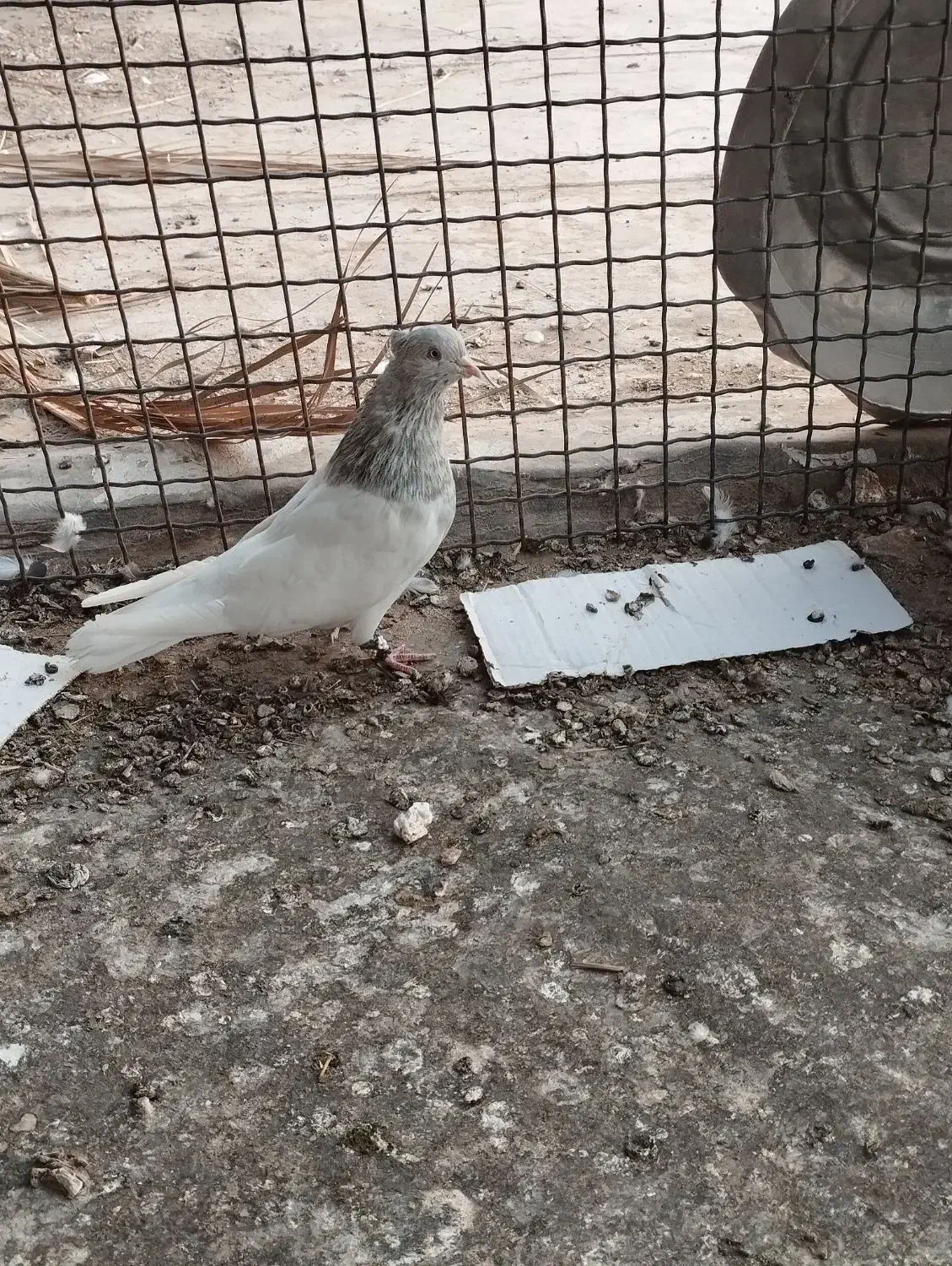 کبوتر|پرنده|گنبکی, |دیوار