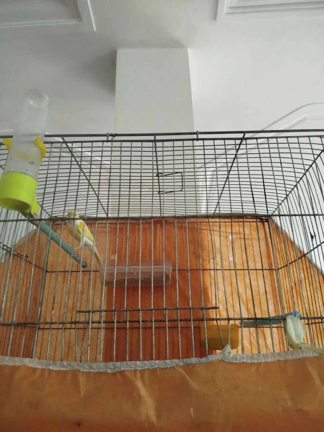 قناری ماده|پرنده|جوکار, |دیوار