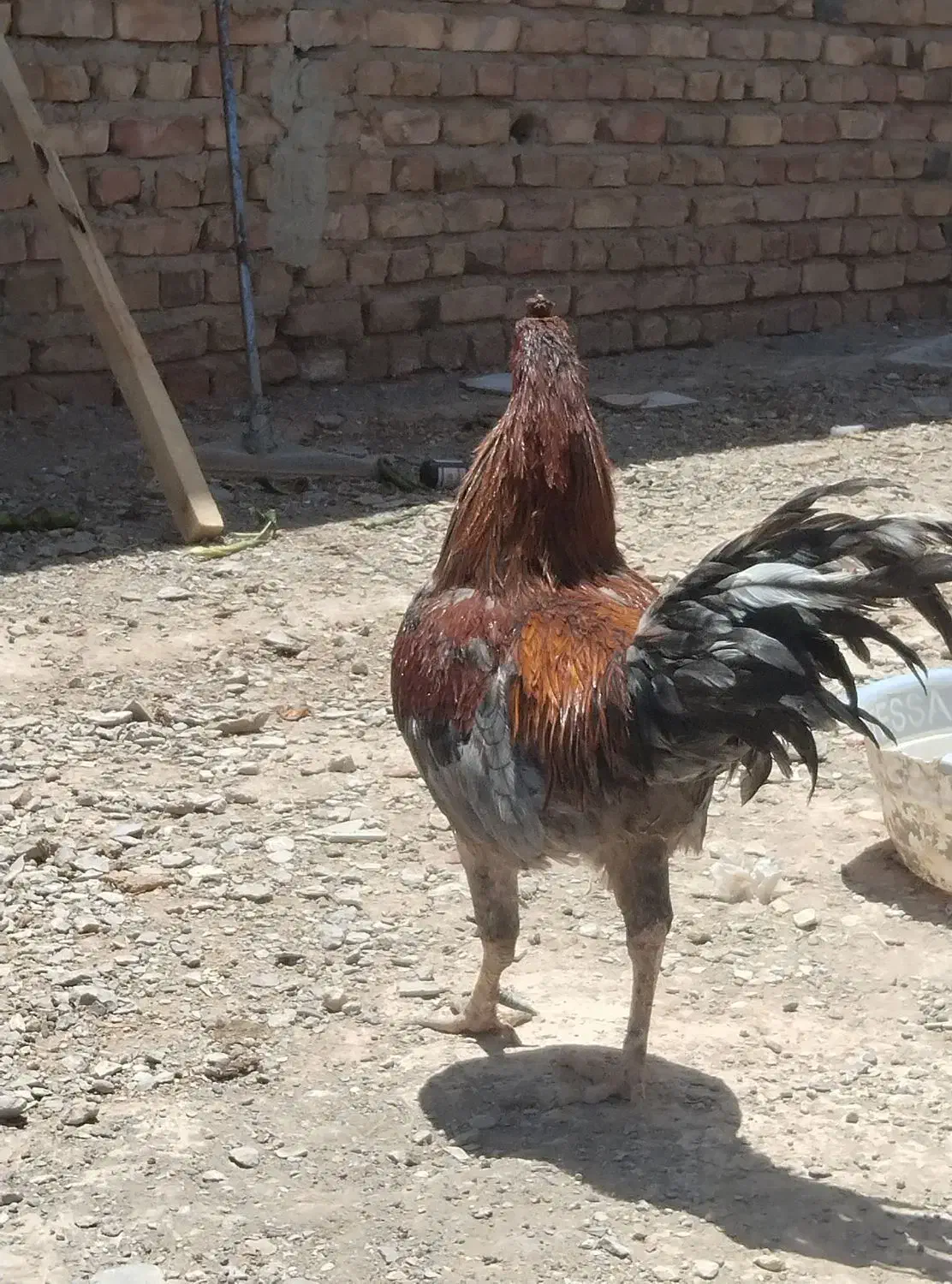 خروس|حیوانات مزرعه|خاش, |دیوار