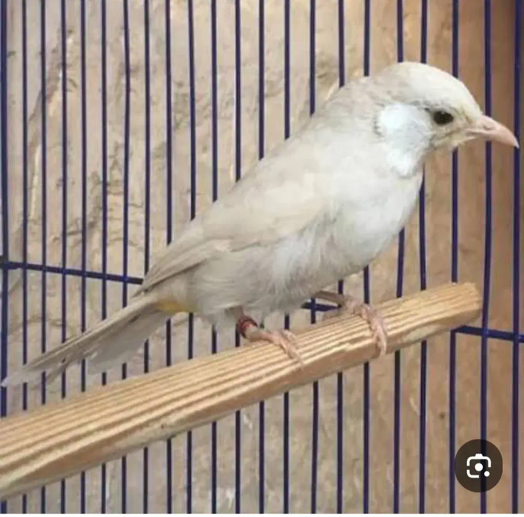 قناری باغی|پرنده|برازجان, |دیوار