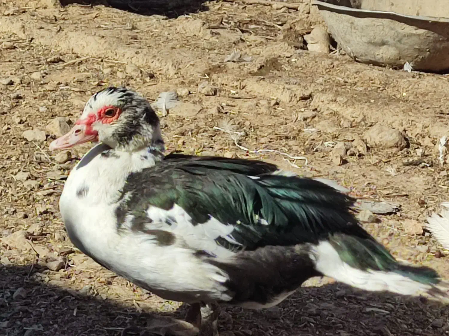 اردک مسکویی|حیوانات مزرعه|سی‌سخت, |دیوار