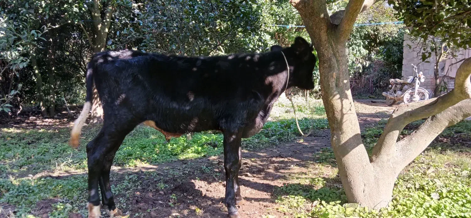 گوسالهنراصیل|حیوانات مزرعه|کومله, |دیوار