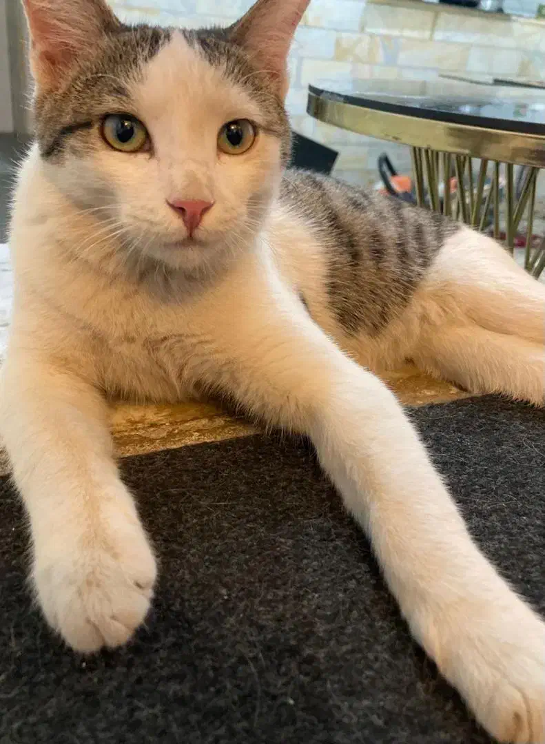 واگذاری گربه dsh|گربه|سیرجان, |دیوار