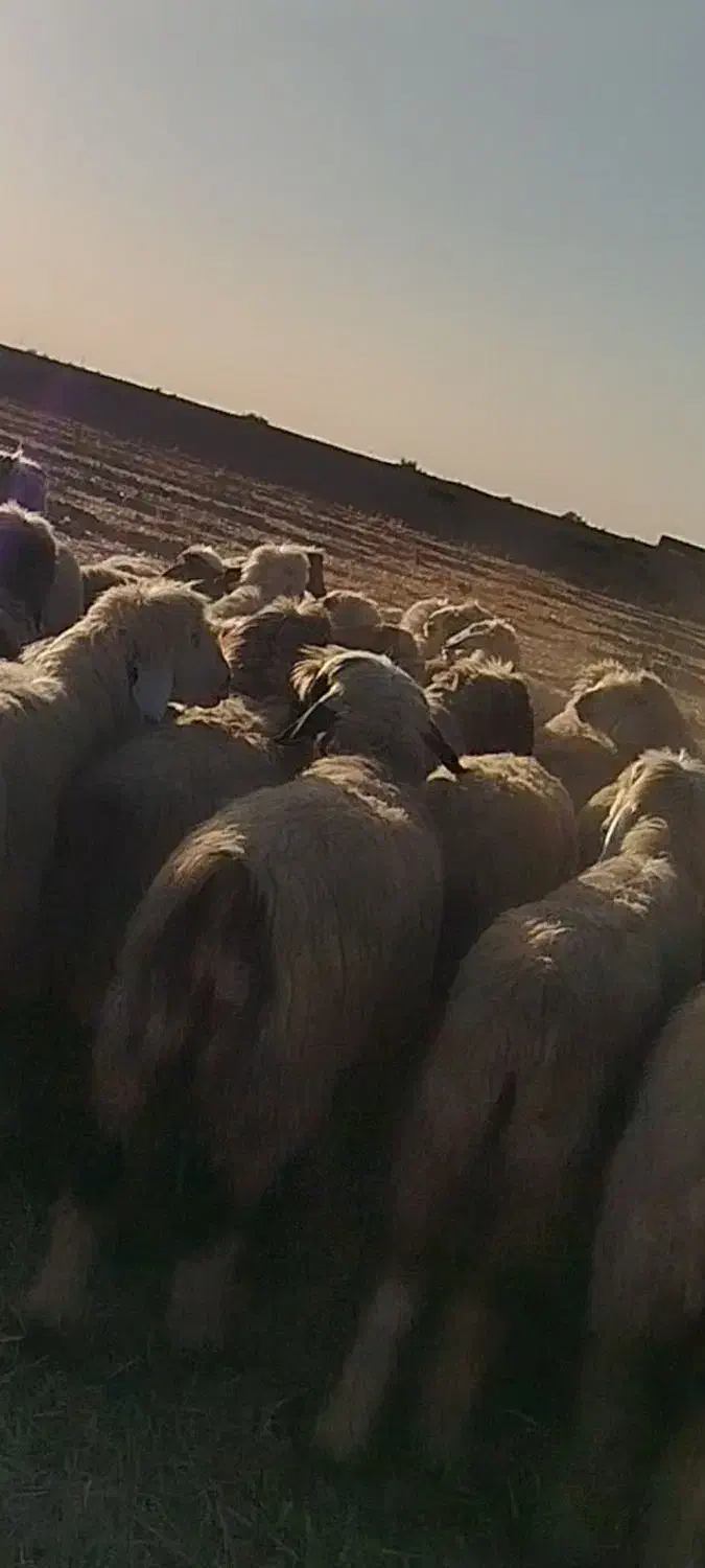 فروش چهل راس میش و شیک وکاوه لری وترکی|حیوانات مزرعه|ازنا, |دیوار